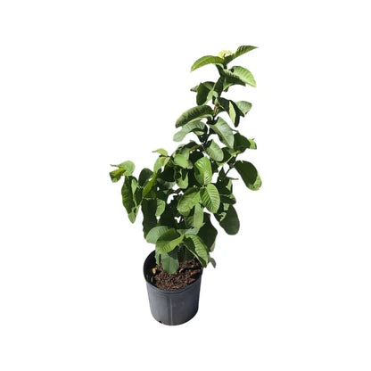 China Blanca Guava Air Layered Healthy Fruit Plant