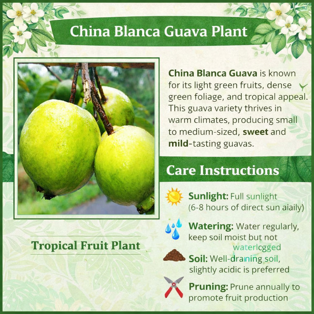 China Blanca Guava Air Layered Healthy Fruit Plant
