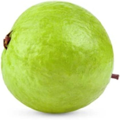 China Blanca Guava Air Layered Healthy Fruit Plant