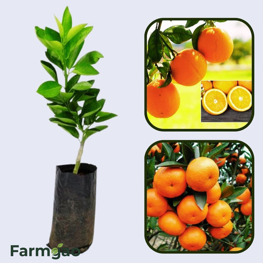 China Satsuma Orange Grafted Healthy Fruit Plant