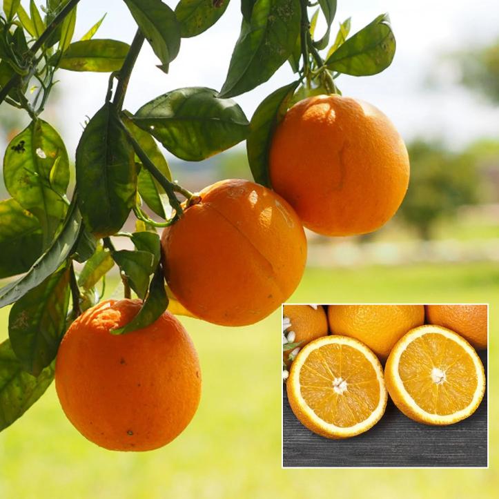 China Satsuma Orange Grafted Healthy Fruit Plant