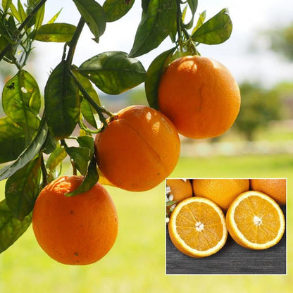 China Satsuma Orange Grafted Healthy Fruit Plant