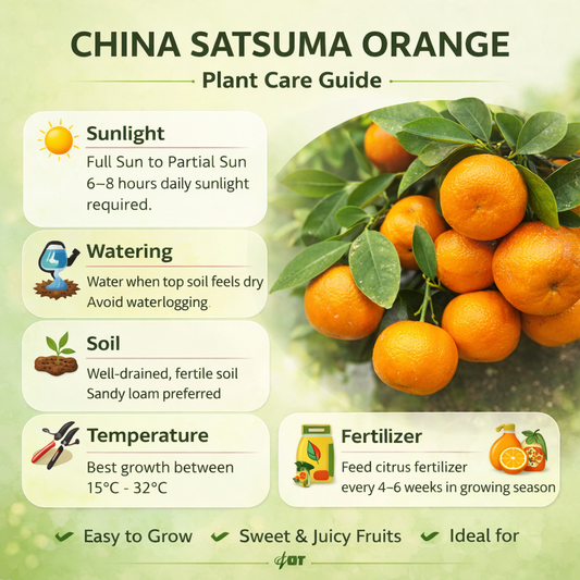 China Satsuma Orange Grafted Healthy Fruit Plant