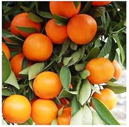 China Sweet Orange Grafted Healthy Fruit Plant