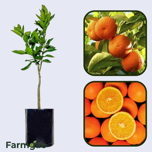 China Sweet Orange Grafted Healthy Fruit Plant