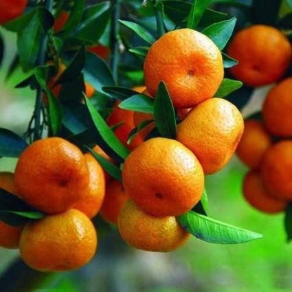 China Sweet Orange Grafted Healthy Fruit Plant