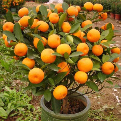 China Sweet Orange Grafted Healthy Fruit Plant