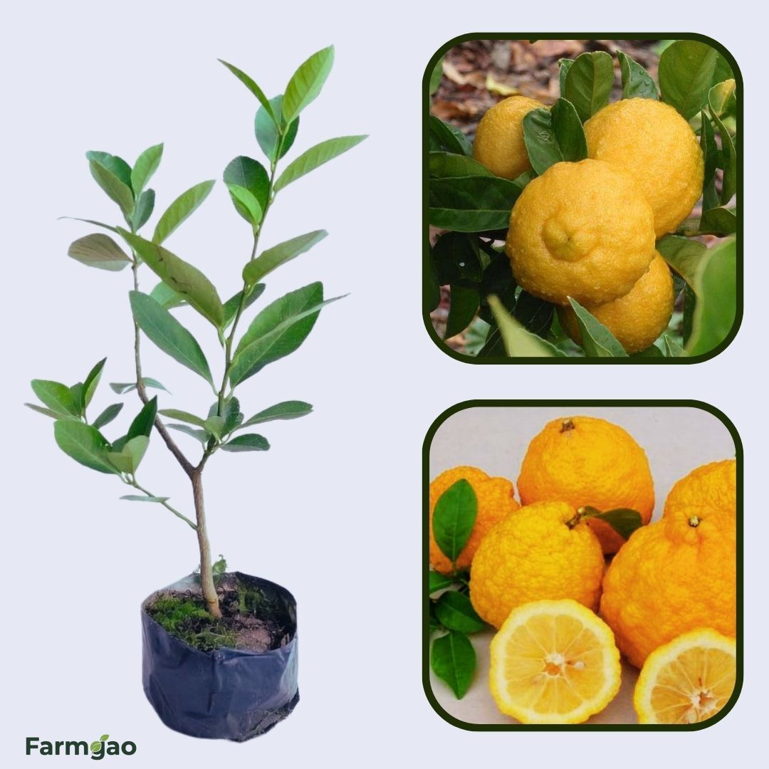 Chinese Rough Lemon Plant Live Nimbu Tree Kagzi Lemon Citrus Limon Fruit Plant