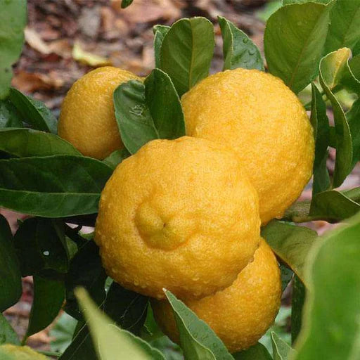 Chinese Rough Lemon Plant Live Nimbu Tree Kagzi Lemon Citrus Limon Fruit Plant