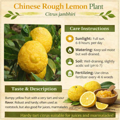 Chinese Rough Lemon Plant Live Nimbu Tree Kagzi Lemon Citrus Limon Fruit Plant