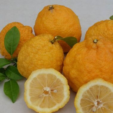 Chinese Rough Lemon Plant Live Nimbu Tree Kagzi Lemon Citrus Limon Fruit Plant