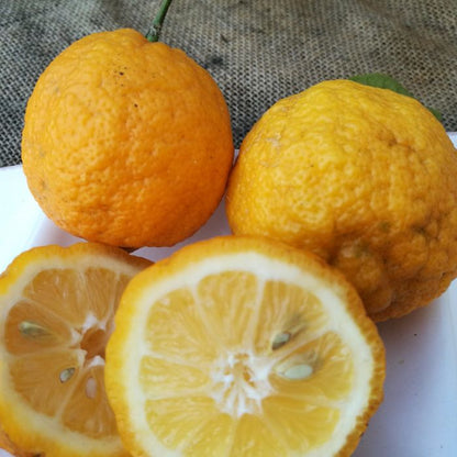 Chinese Rough Lemon Plant Live Nimbu Tree Kagzi Lemon Citrus Limon Fruit Plant