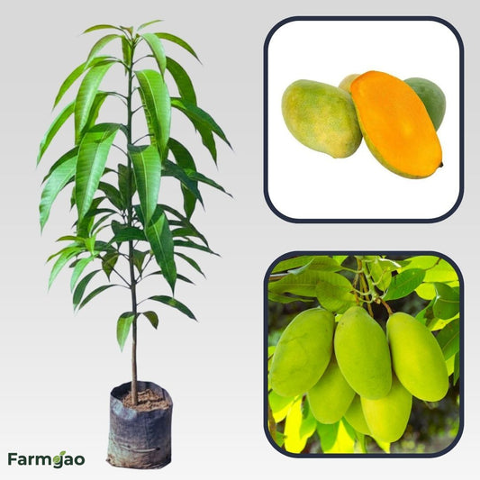Chinna Rasalu Mango Aam Grafted Healthy Fruit Plant