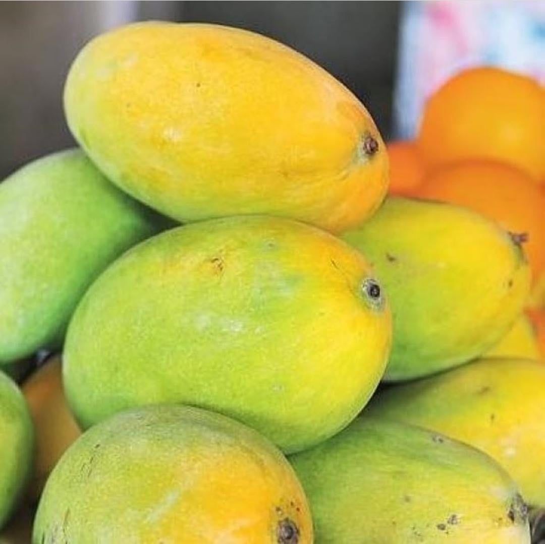 Chinna Rasalu Mango Aam Grafted Healthy Fruit Plant
