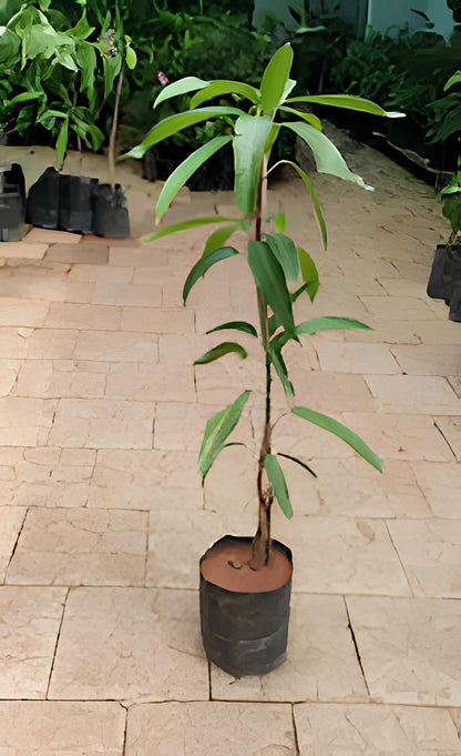 Chinna Rasalu Mango Aam Grafted Healthy Fruit Plant