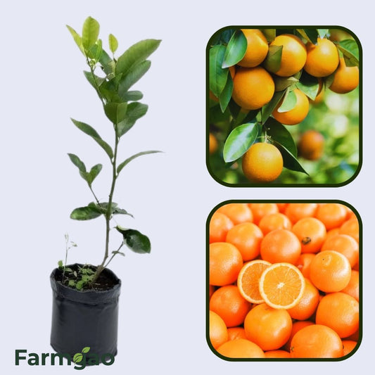 Chislett Navel Orange Grafted Healthy Fruit Plant