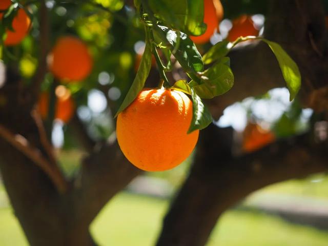 Chislett Navel Orange Grafted Healthy Fruit Plant
