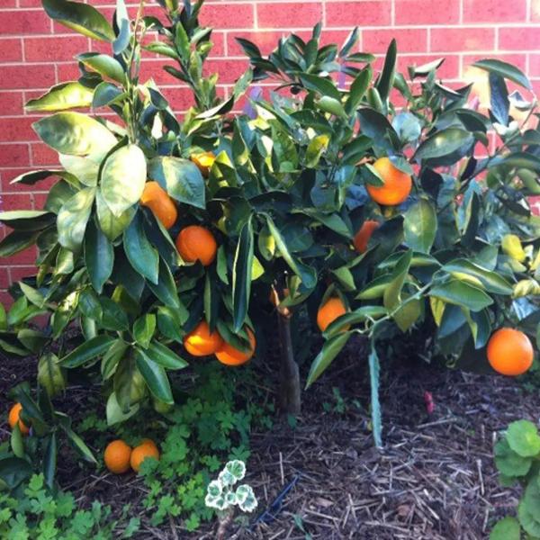 Chislett Navel Orange Grafted Healthy Fruit Plant
