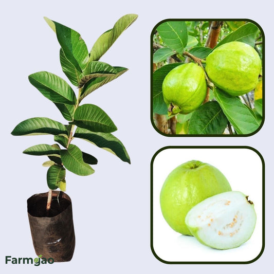 Chittidar Guava Air Layered Healthy Fruit Plant