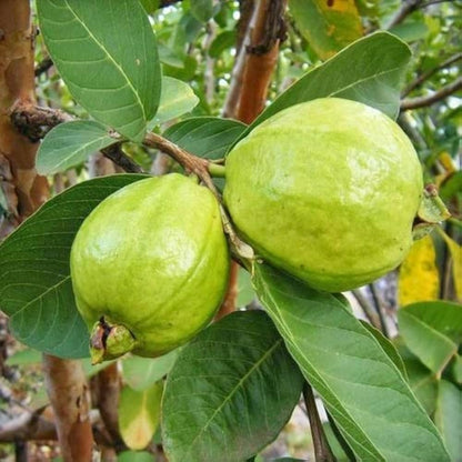 Chittidar Guava Air Layered Healthy Fruit Plant