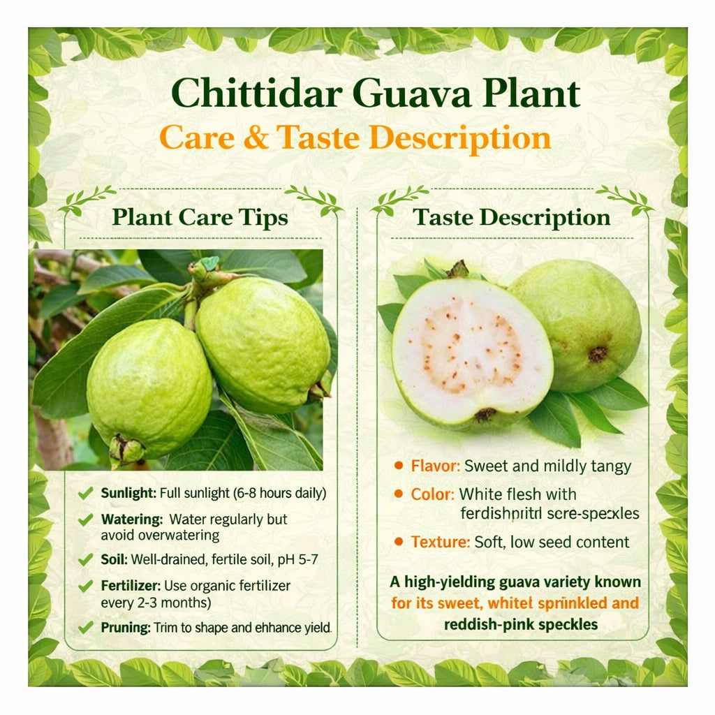 Chittidar Guava Air Layered Healthy Fruit Plant