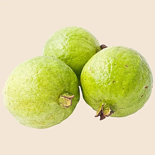 Chittidar Guava Air Layered Healthy Fruit Plant