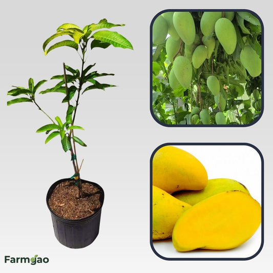 Choc Anon Mango Aam Grafted Healthy Fruit Plant