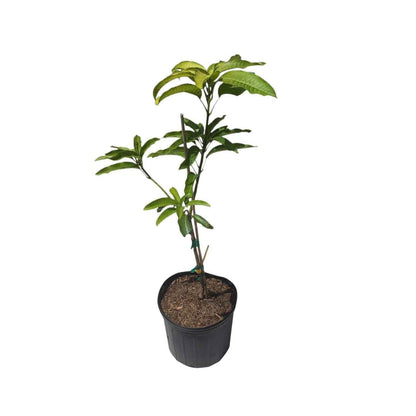 Choc Anon Mango Aam Grafted Healthy Fruit Plant