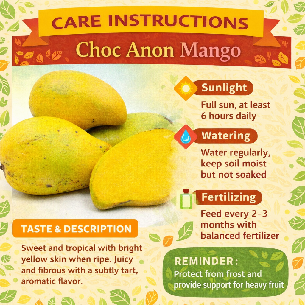 Choc Anon Mango Aam Grafted Healthy Fruit Plant