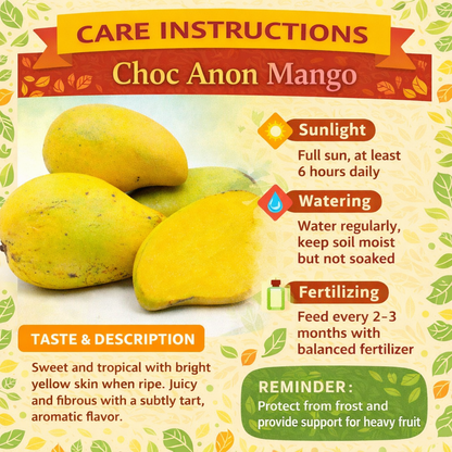Choc Anon Mango Aam Grafted Healthy Fruit Plant