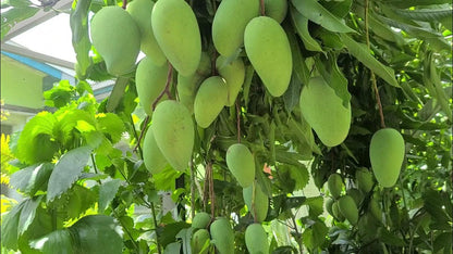 Choc Anon Mango Aam Grafted Healthy Fruit Plant