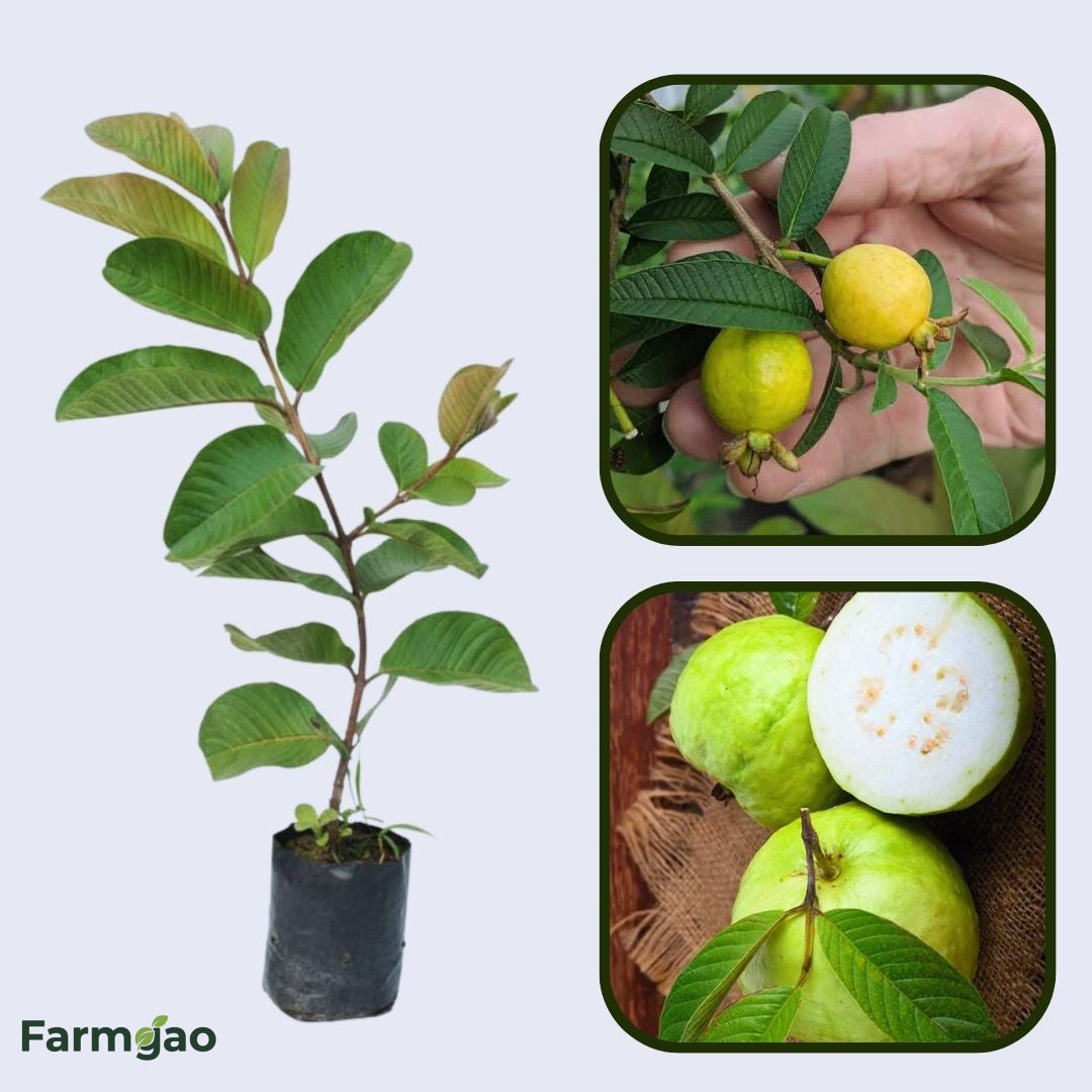 Chok Anan Guava Air Layered Healthy Fruit Plant