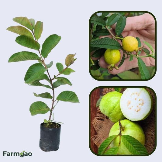 Chok Anan Guava Air Layered Healthy Fruit Plant