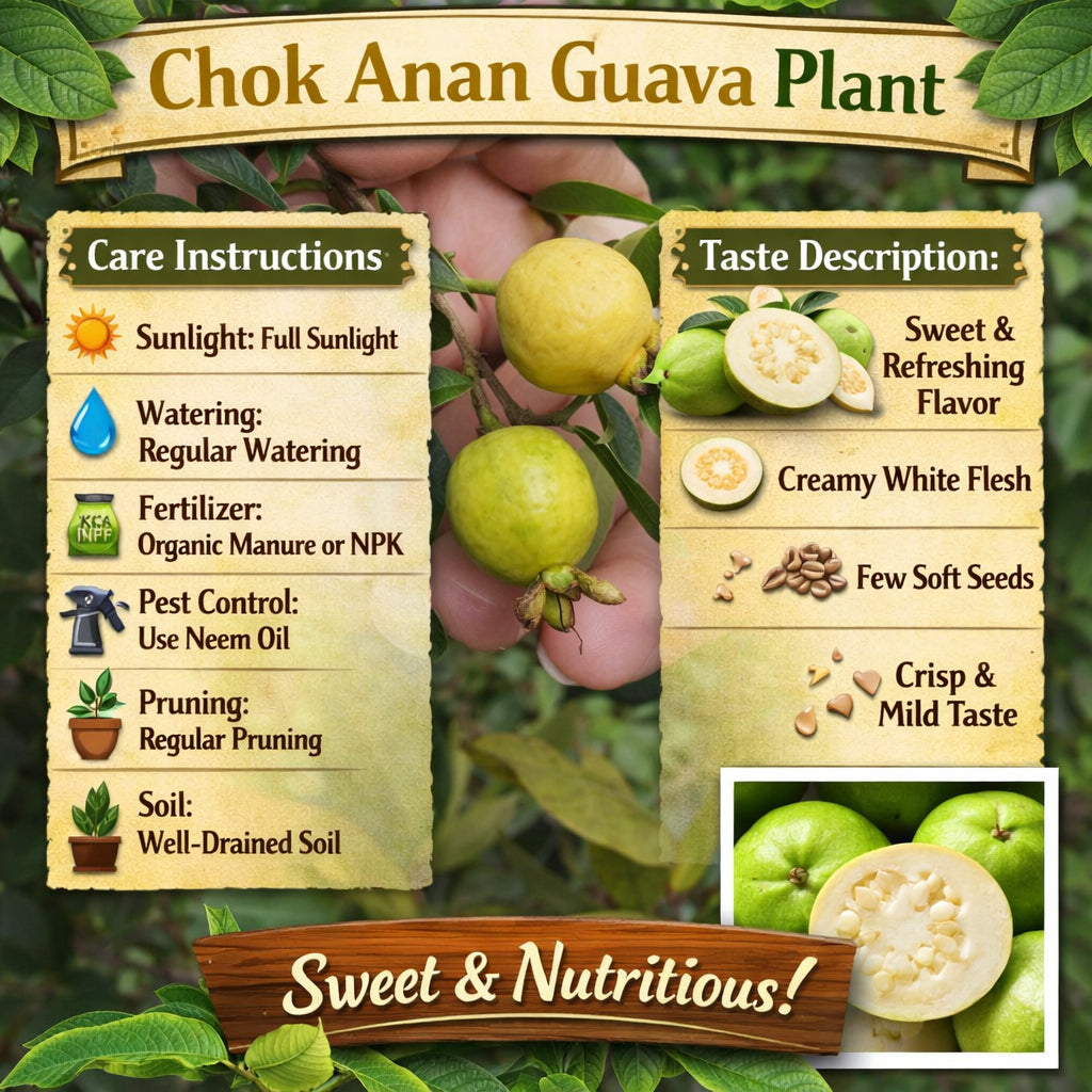 Chok Anan Guava Air Layered Healthy Fruit Plant