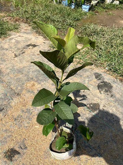 Chok Anan Guava Air Layered Healthy Fruit Plant