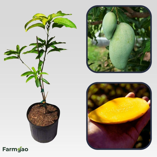 Chok Anan Mango Aam Grafted Healthy Fruit Plant