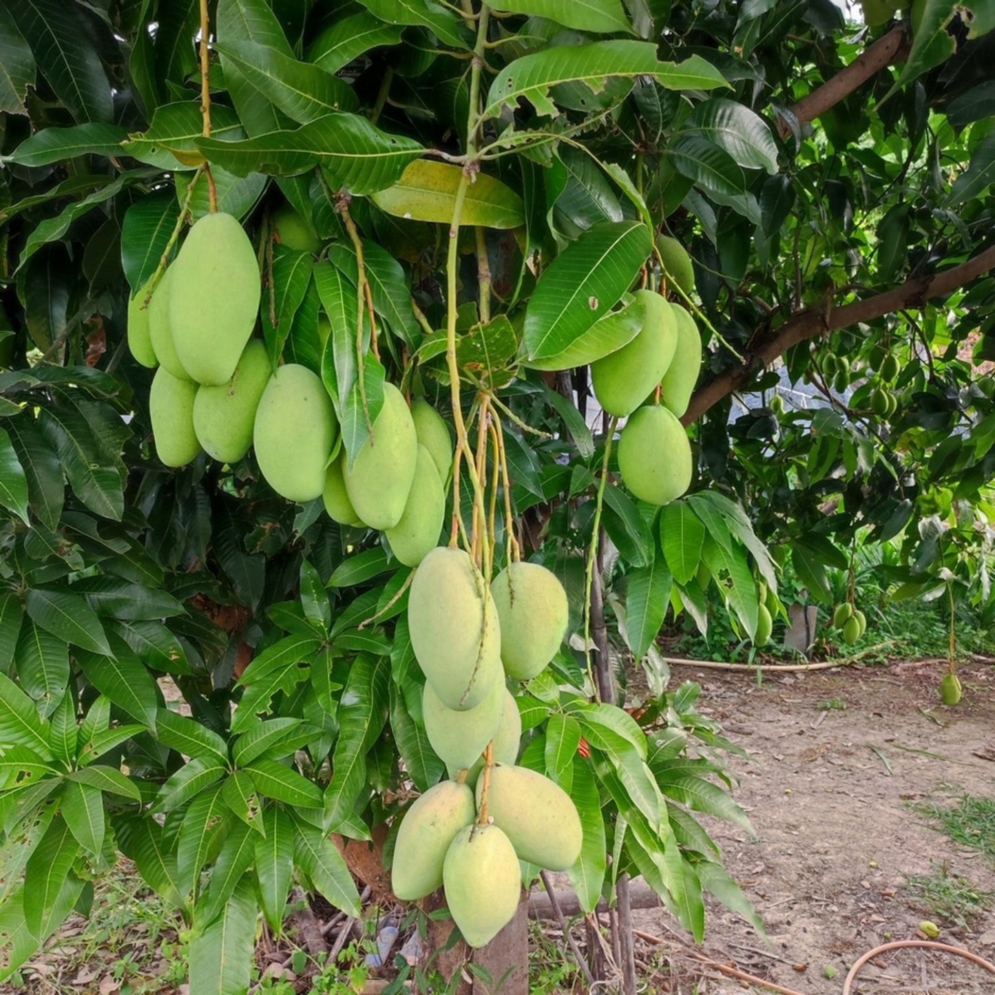 Chok Anan Mango Aam Grafted Healthy Fruit Plant
