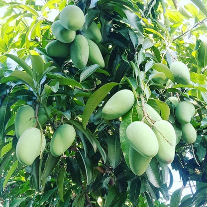 Chok Anan Mango Aam Grafted Healthy Fruit Plant
