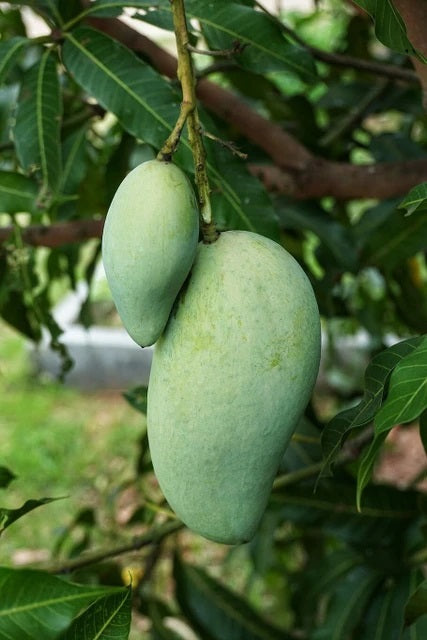 Chok Anan Mango Aam Grafted Healthy Fruit Plant
