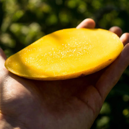 Chok Anan Mango Aam Grafted Healthy Fruit Plant