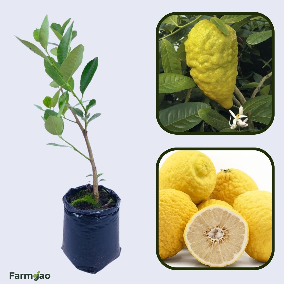 Citron (Etrog) Plant Live Nimbu Tree Kagzi Lemon Citrus Limon Fruit Plant