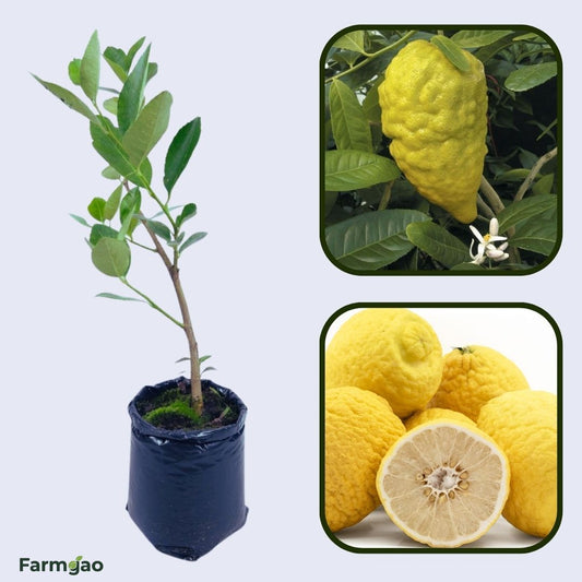 Citron (Etrog) Plant Live Nimbu Tree Kagzi Lemon Citrus Limon Fruit Plant