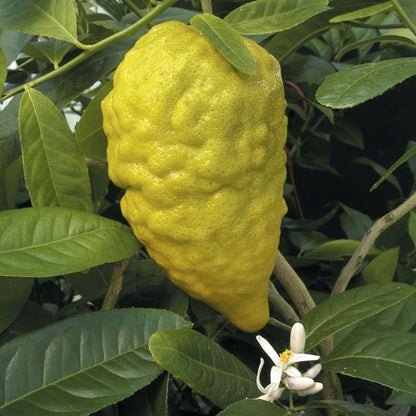 Citron (Etrog) Plant Live Nimbu Tree Kagzi Lemon Citrus Limon Fruit Plant