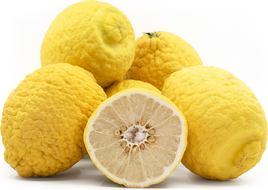 Citron (Etrog) Plant Live Nimbu Tree Kagzi Lemon Citrus Limon Fruit Plant