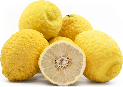 Citron (Etrog) Plant Live Nimbu Tree Kagzi Lemon Citrus Limon Fruit Plant