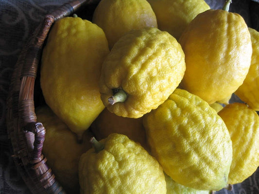 Citron (Etrog) Plant Live Nimbu Tree Kagzi Lemon Citrus Limon Fruit Plant