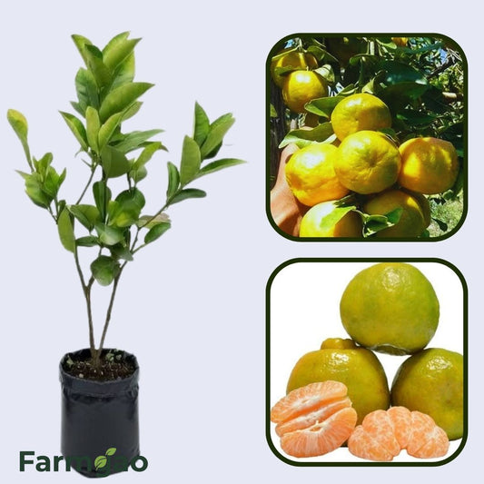 Citrus Aura Gold Orange Grafted Healthy Fruit Plant