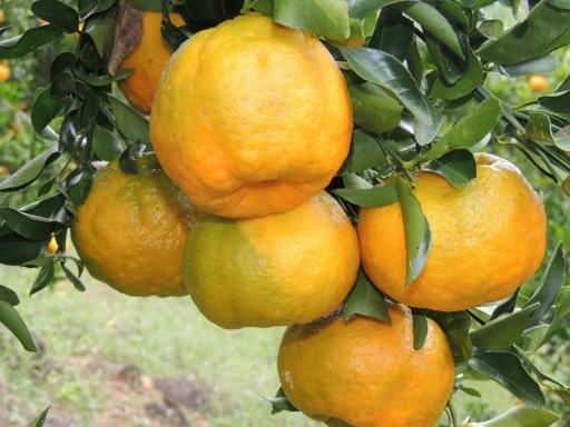 Citrus Aura Gold Orange Grafted Healthy Fruit Plant