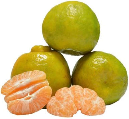 Citrus Aura Gold Orange Grafted Healthy Fruit Plant