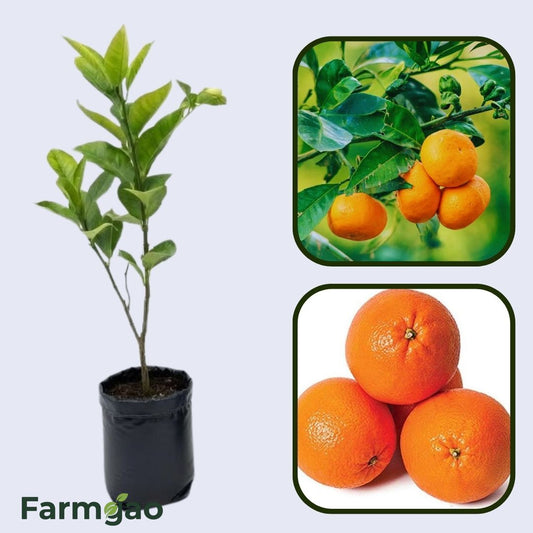 Citrus Aura Mandarin Orange Grafted Healthy Fruit Plant